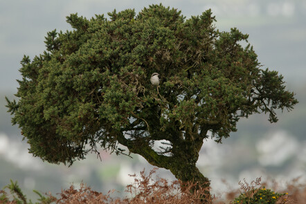 Thumbnail of Lesser Grey Shrike